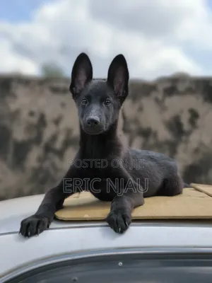 1-3 months Male Purebred German Shepherd