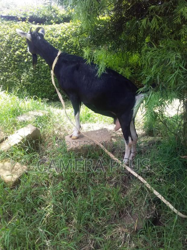 British Alpine Female Goat