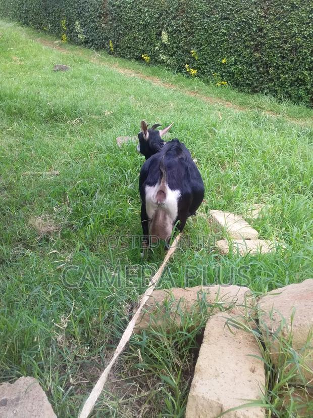 British Alpine Female Goat - thumbnail 2