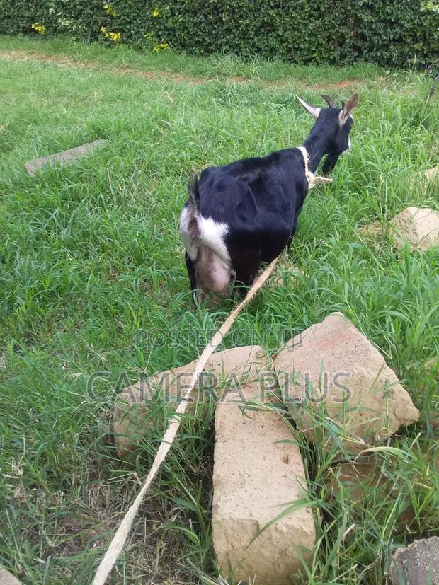British Alpine Female Goat - thumbnail 3