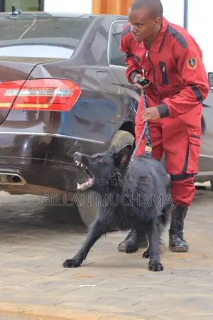 Protection Dog Training.