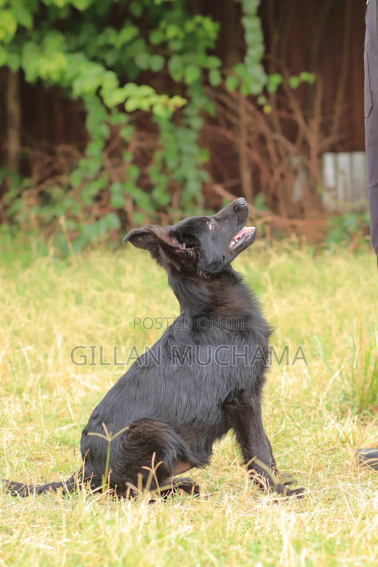 Puppy Training Program