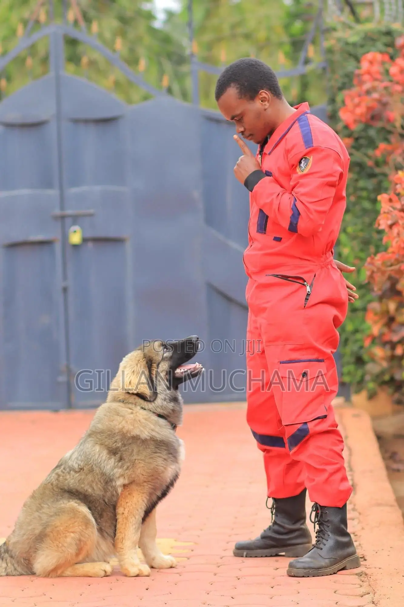 Professional Dog Training Services