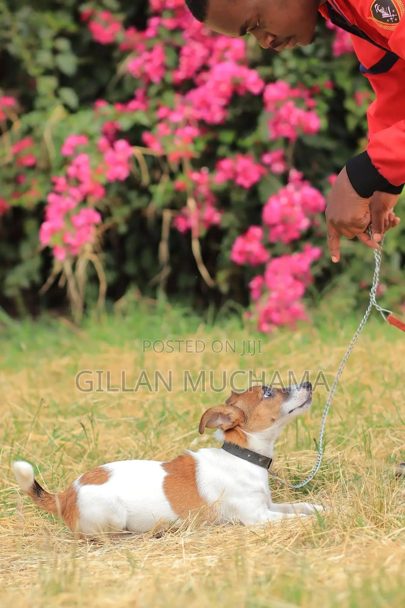 Professional Dog Training Services