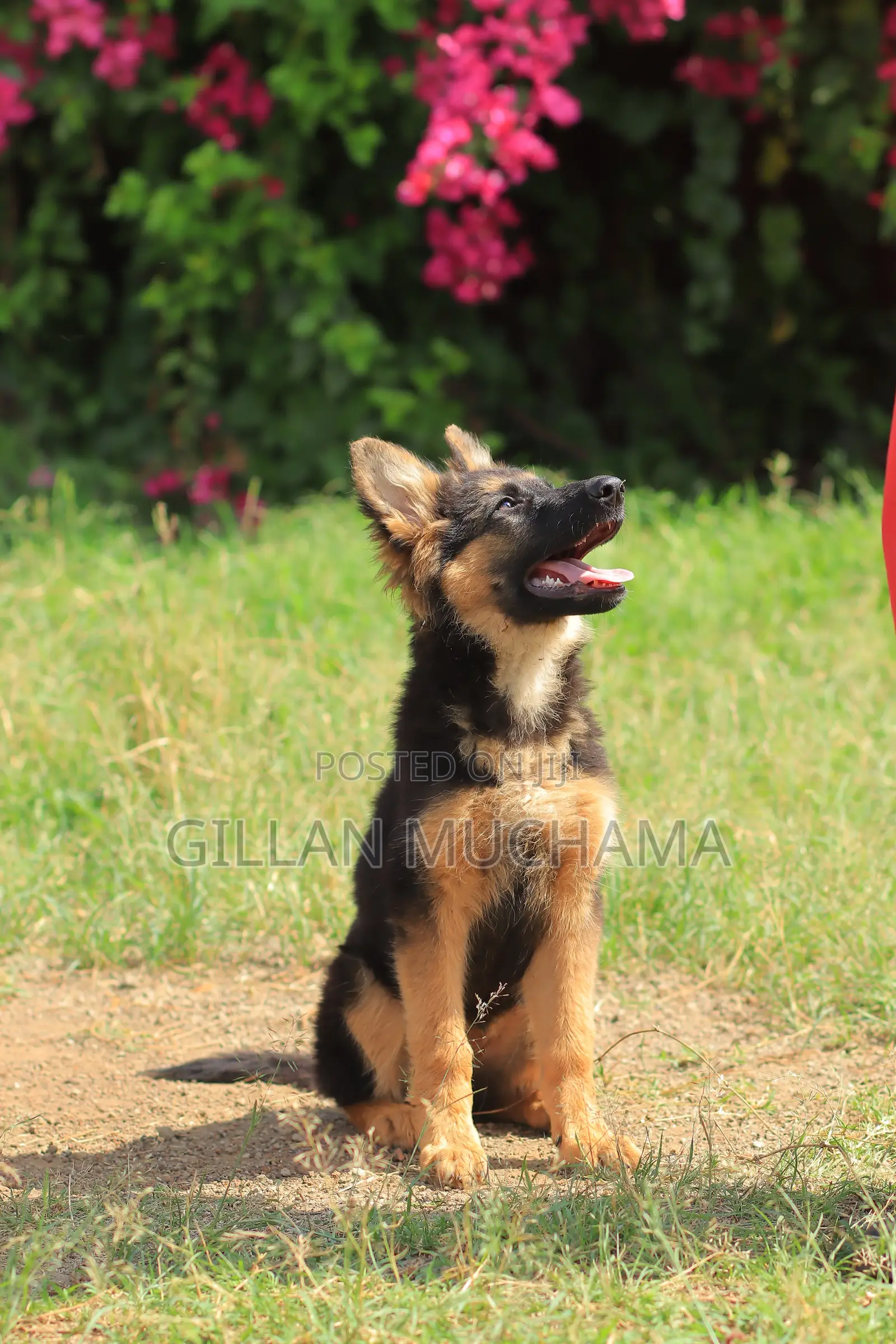 Dog Obedience Training | Professional Dog Trainer Near Me | Nairobi,