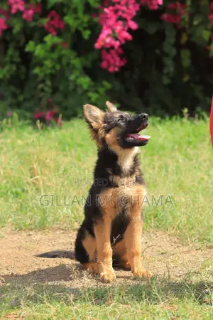 Dog Obedience Training | Professional Dog Trainer Near Me | Nairobi,