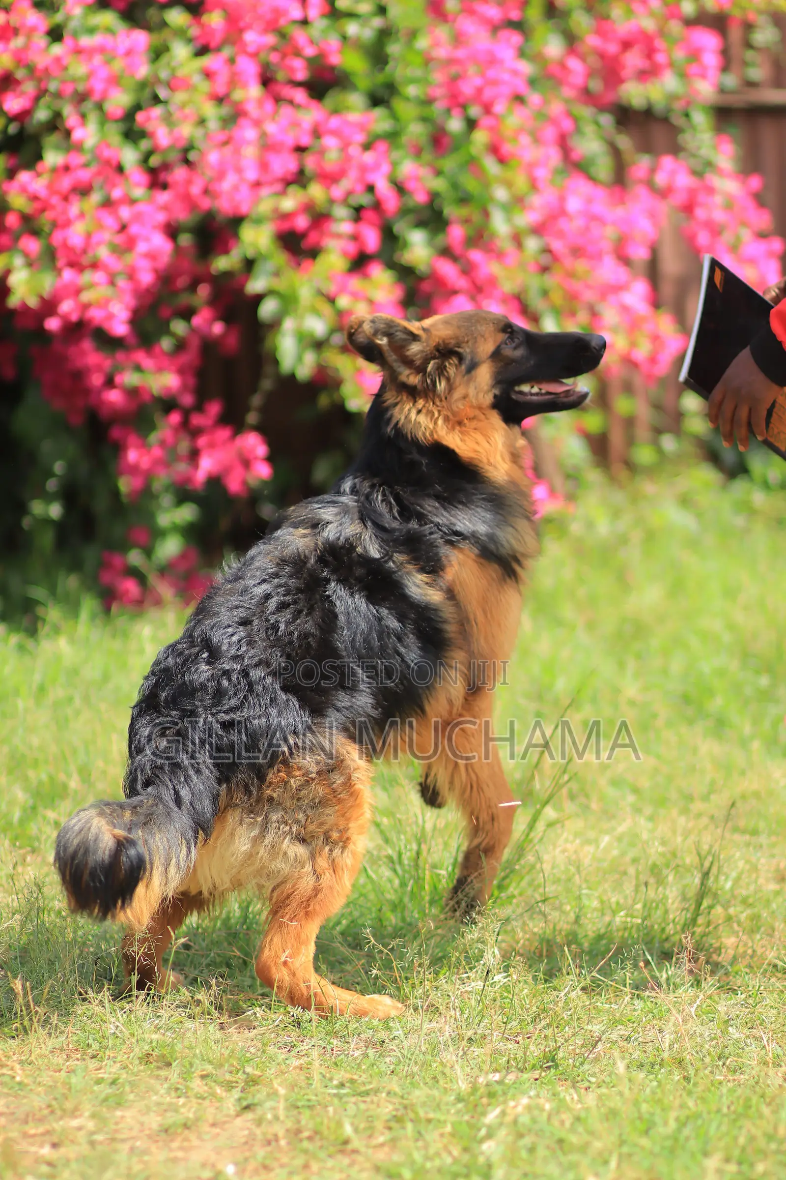 Dog Obedience Training | Professional Dog Trainer Near Me | Nairobi,