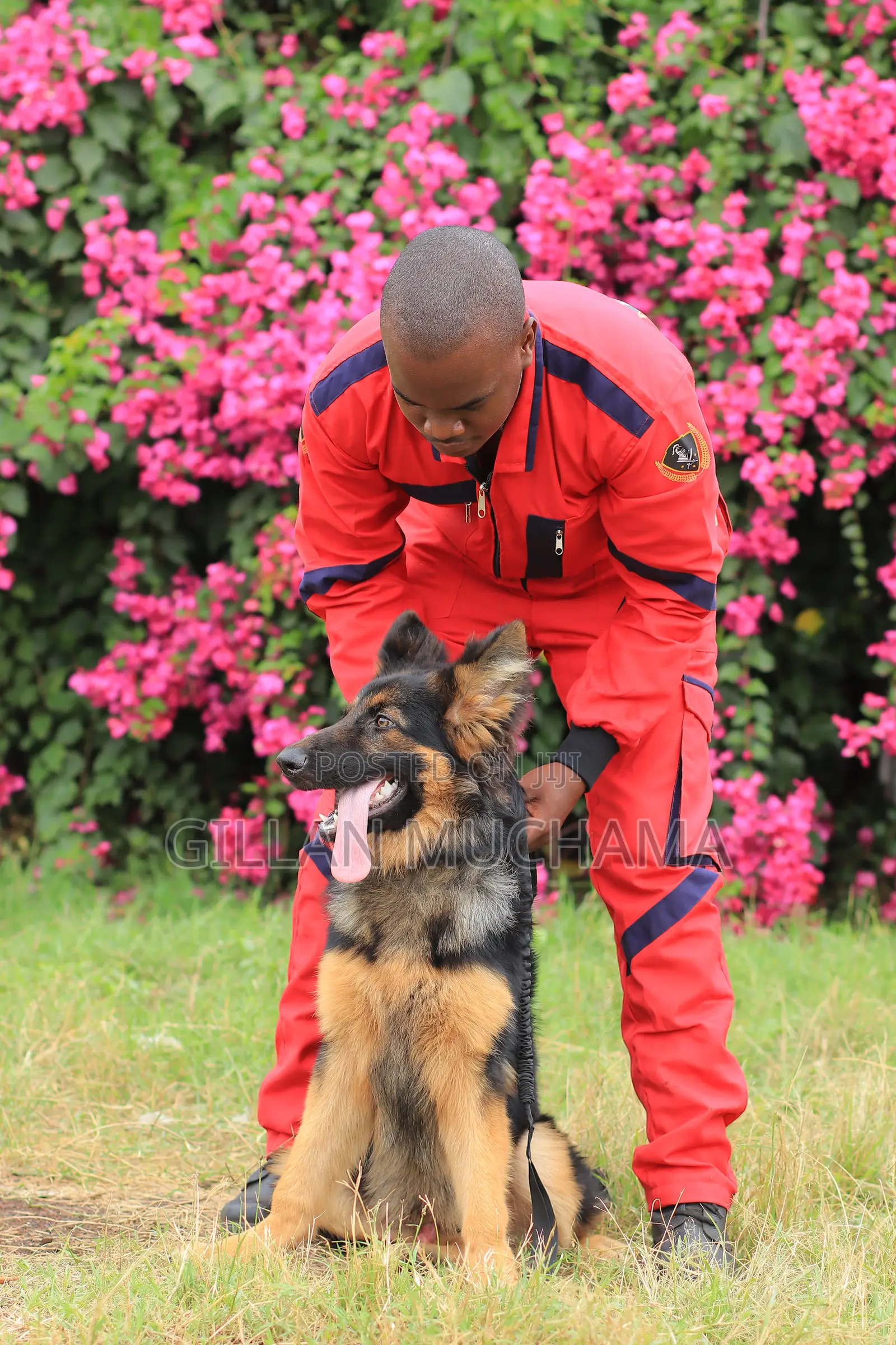 Dog Obedience Training | Professional Dog Trainer Near Me | Nairobi,