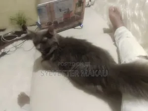 6-12 months Male Purebred Russian Blue