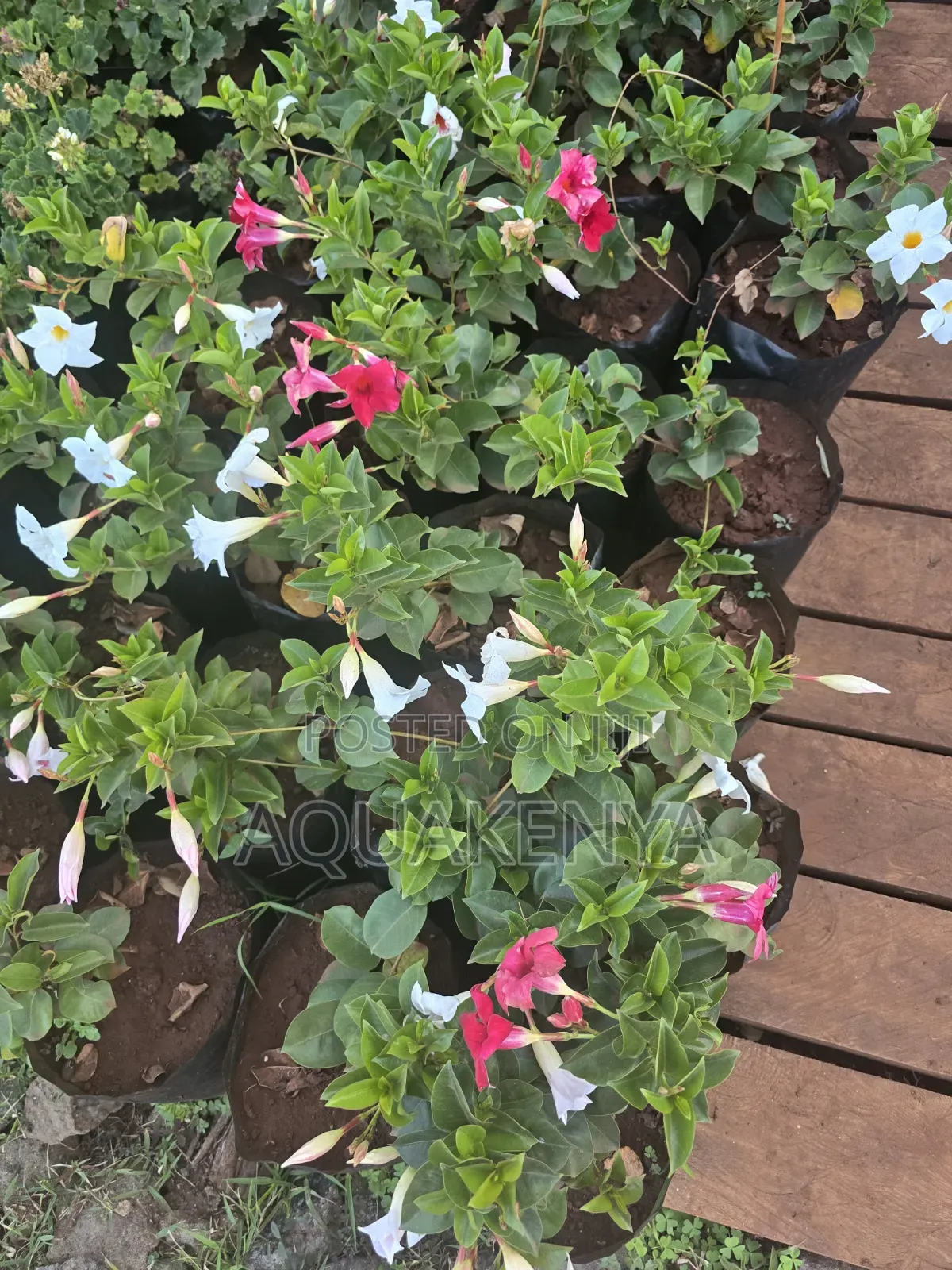 Mandeville All Season Flowering Plants