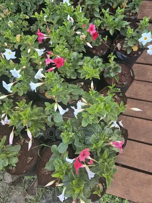 Mandeville All Season Flowering Plants