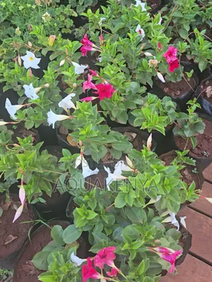 Mandeville All Season Flowering Plants