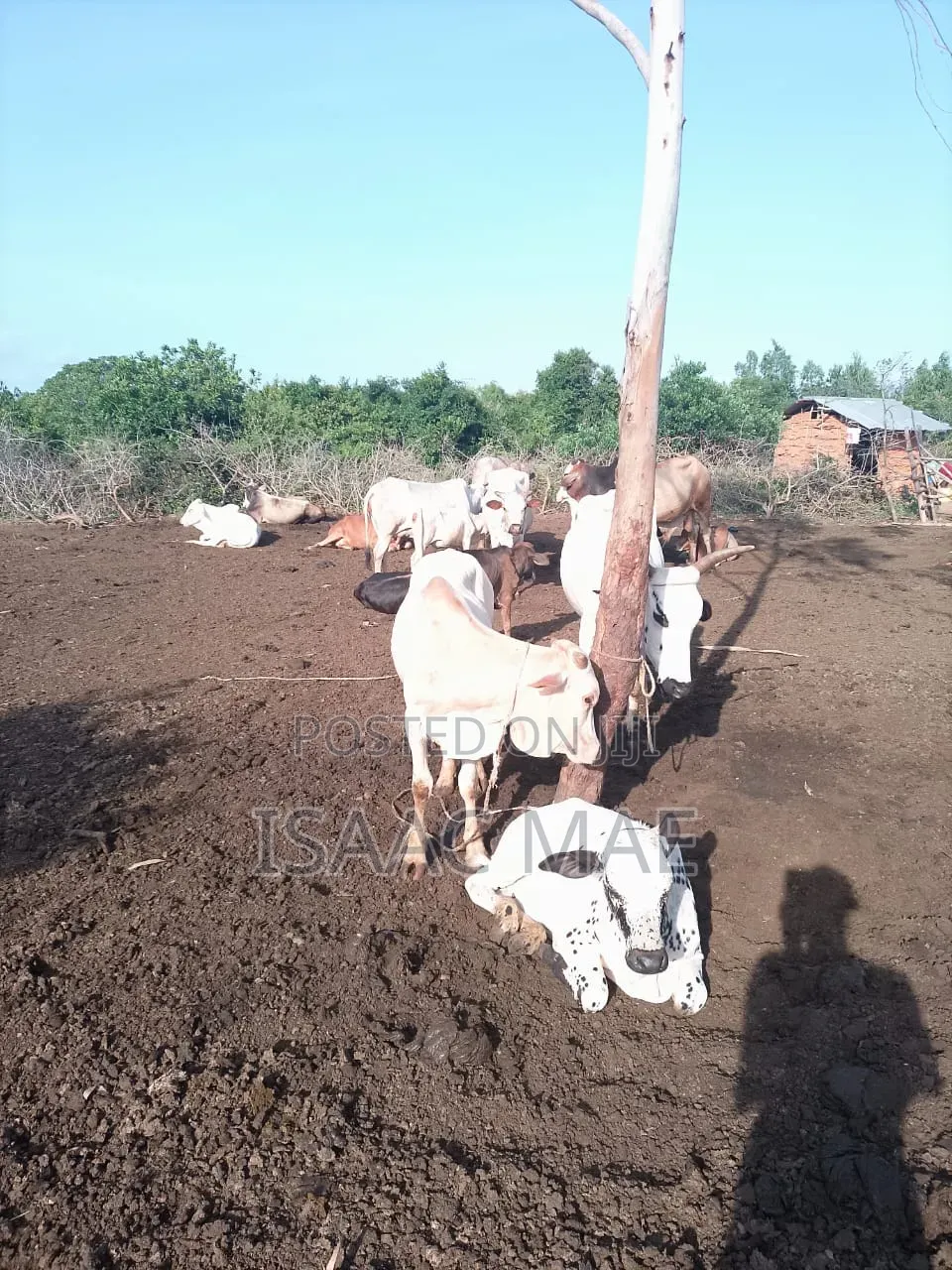 5 Cows Ready for Sale
