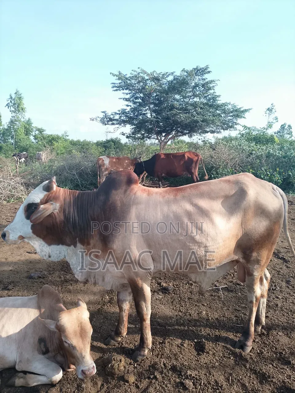 5 Cows Ready for Sale