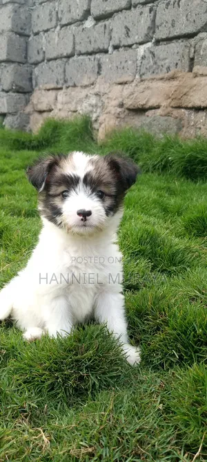 1-3 months Male Mixed Breed Maltese