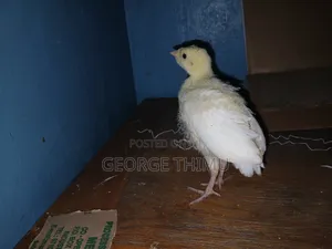 10 Pieces Turkey Chicks (Poults) on Sale