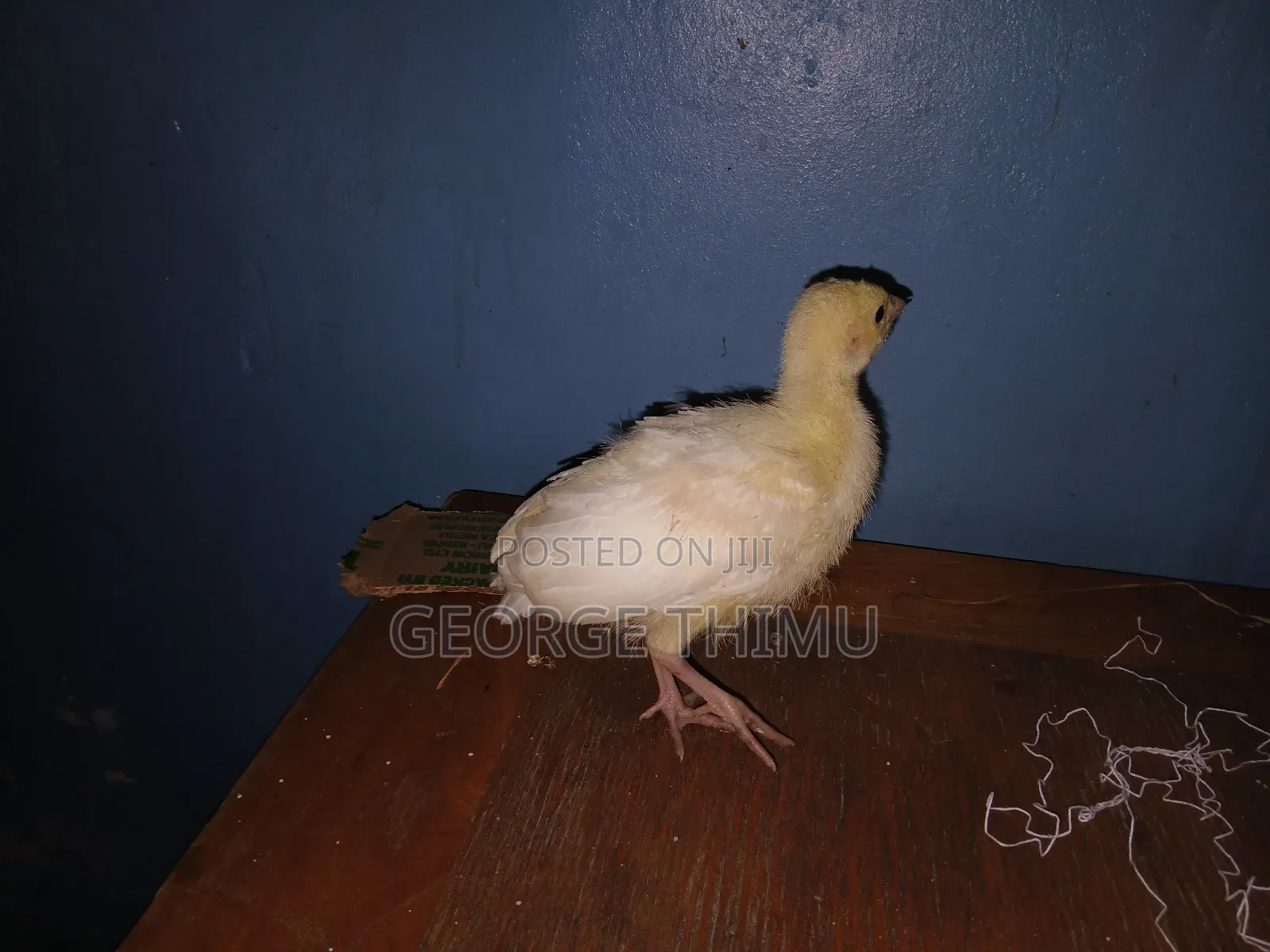 10 Pieces Turkey Chicks (Poults) on Sale