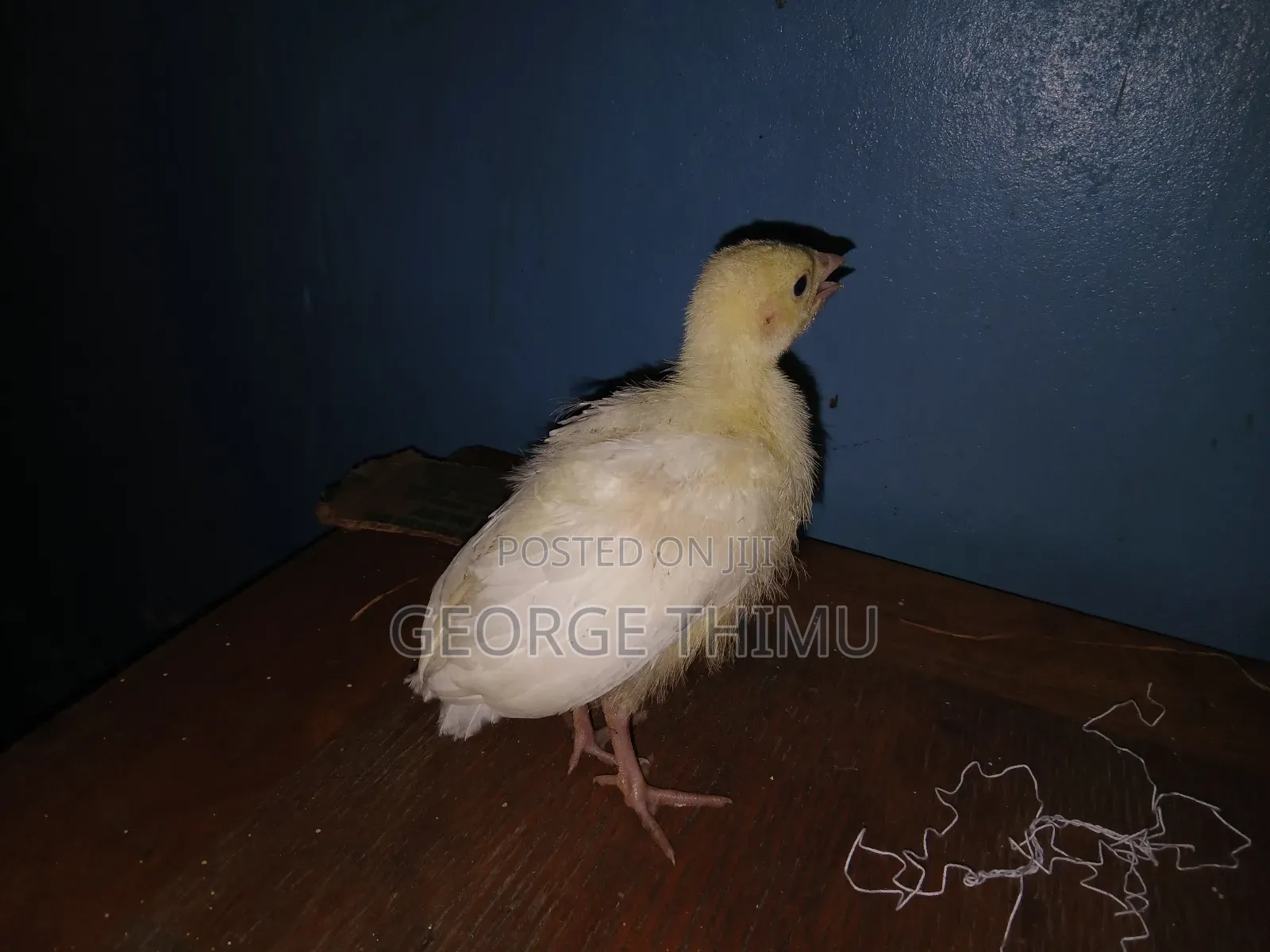 10 Pieces Turkey Chicks (Poults) on Sale