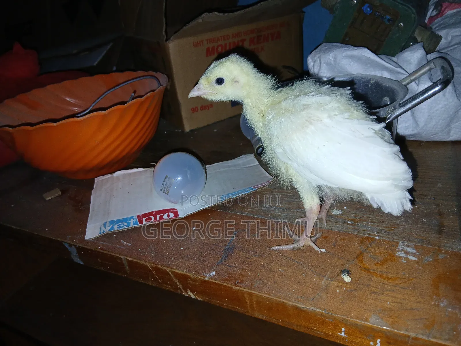 10 Pieces Turkey Chicks (Poults) on Sale