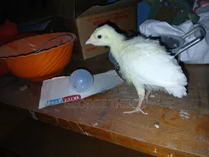 10 Pieces Turkey Chicks (Poults) on Sale