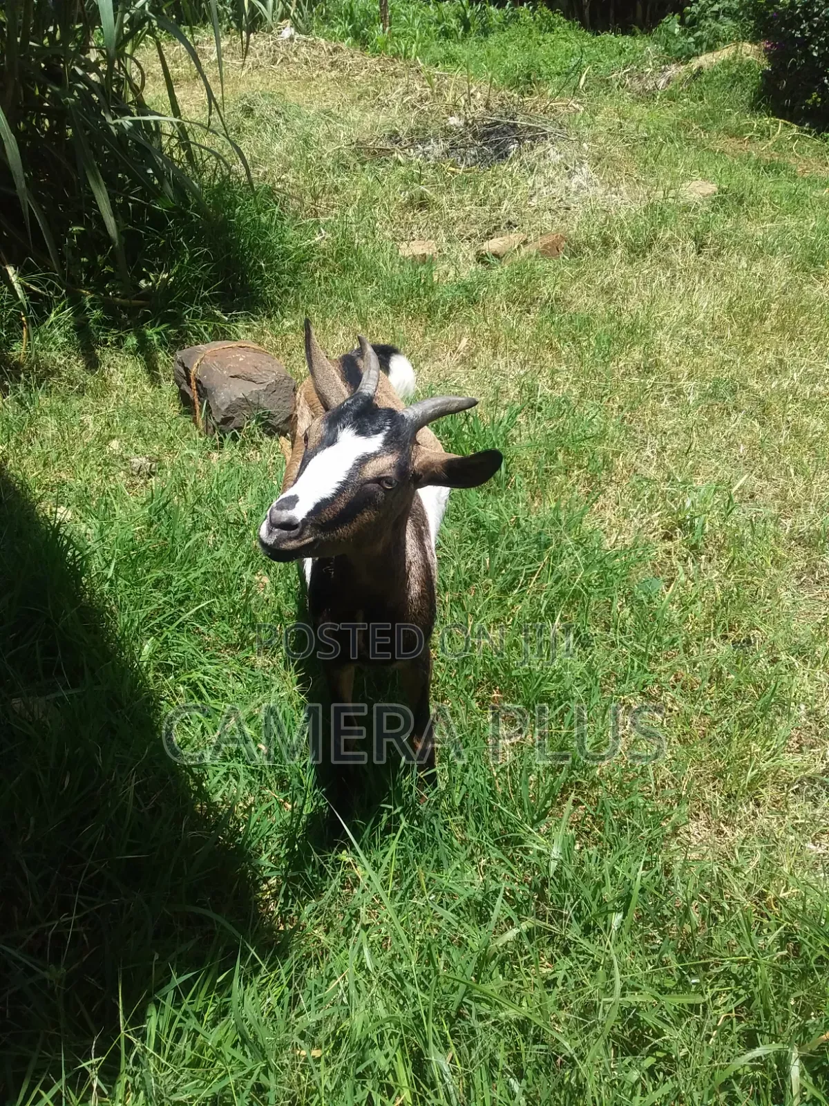 Doe Female Goat 1 Month Expectant/Pregnant