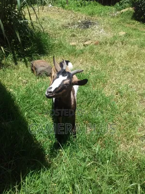 Female Goat