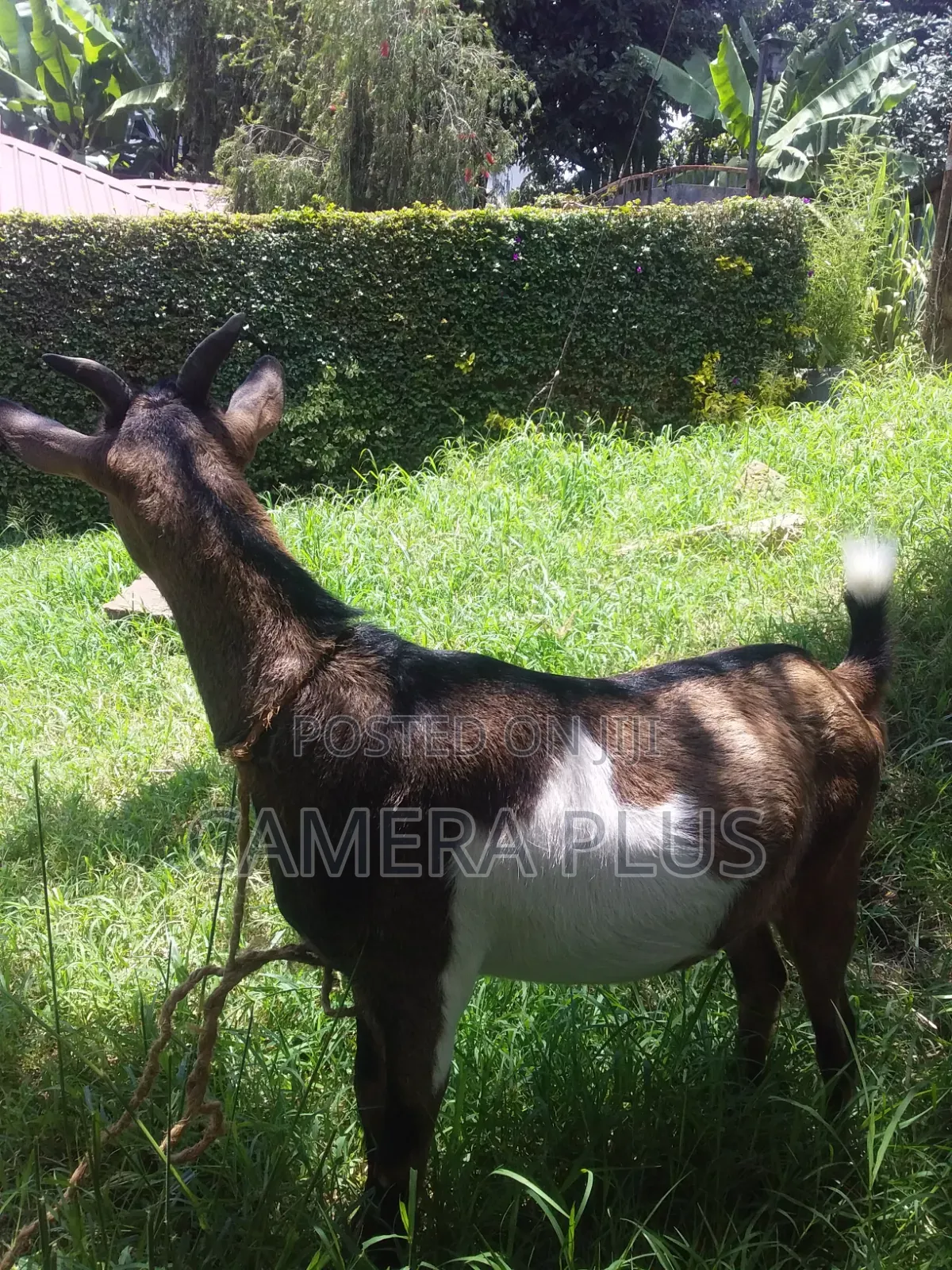 Doe Female Goat 1 Month Expectant/Pregnant