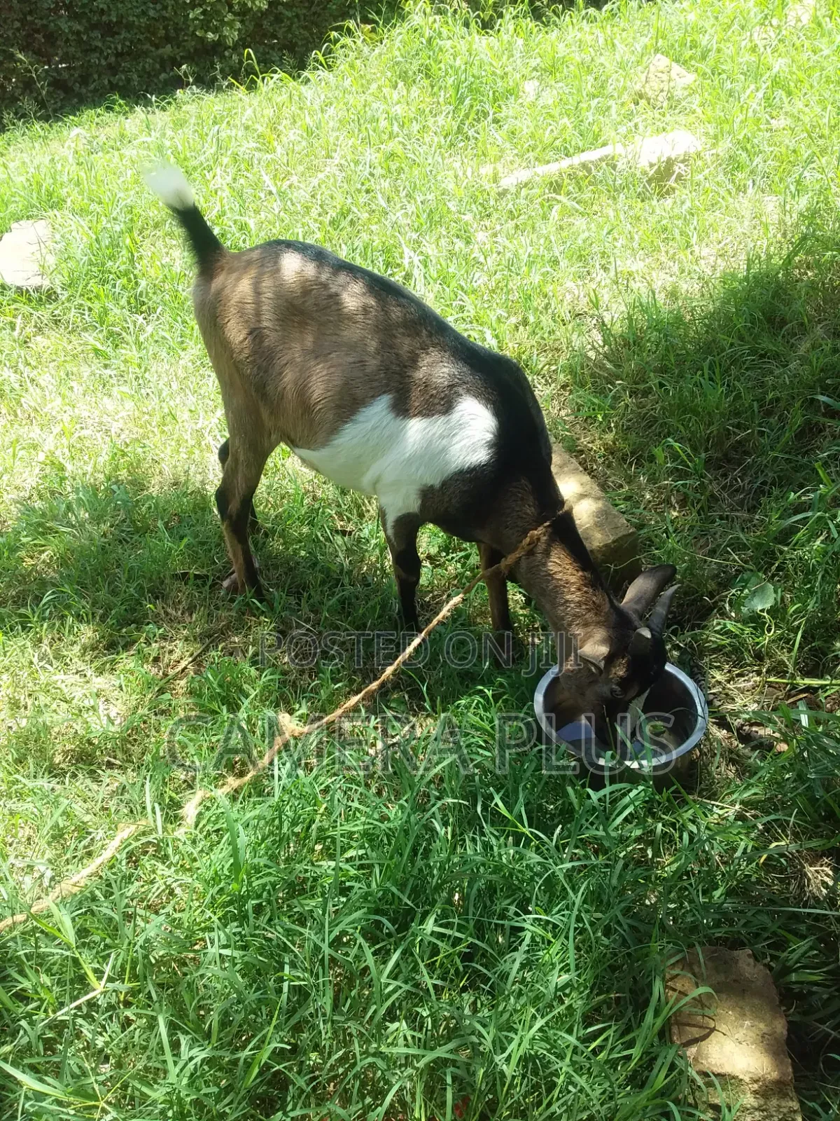 Doe Female Goat 1 Month Expectant/Pregnant