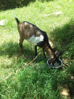 Doe Female Goat 1 Month Expectant/Pregnant