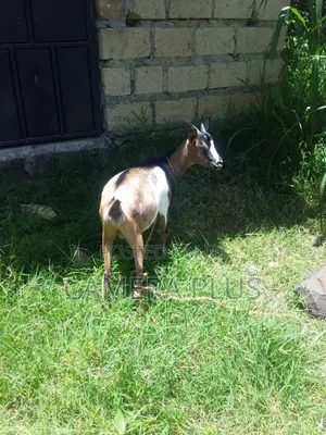 Doe Female Goat 1 Month Expectant/Pregnant