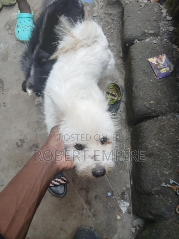 1+ year Male Purebred Maltese - thumbnail 2