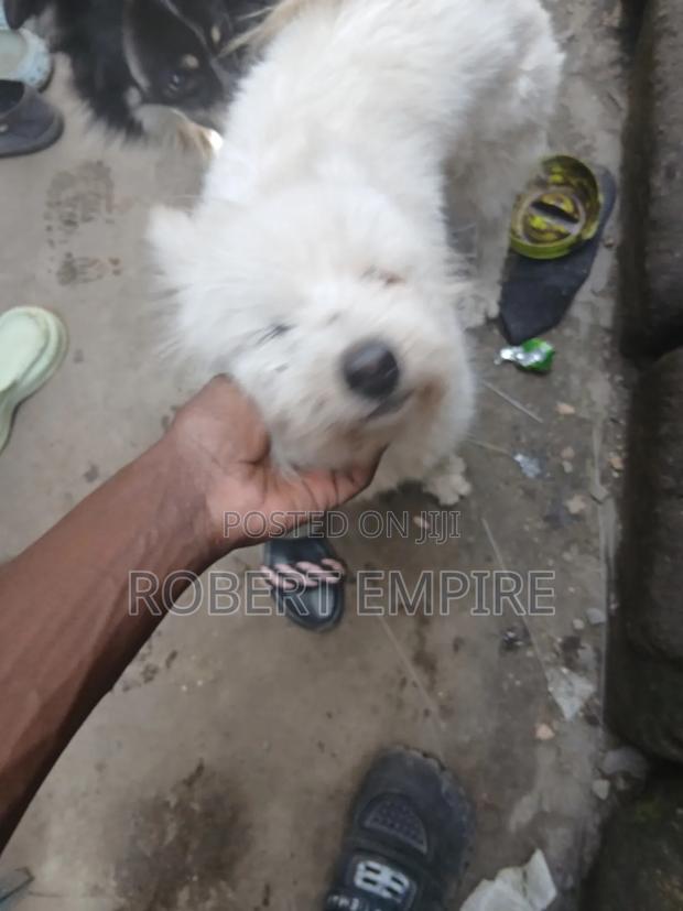 1+ year Male Purebred Maltese - thumbnail 3