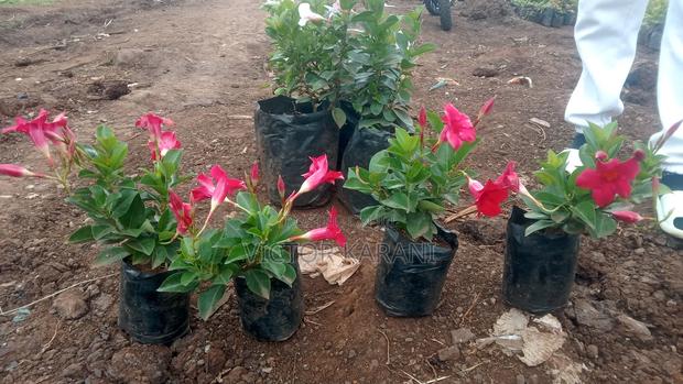 Hanging Flowers - thumbnail 2