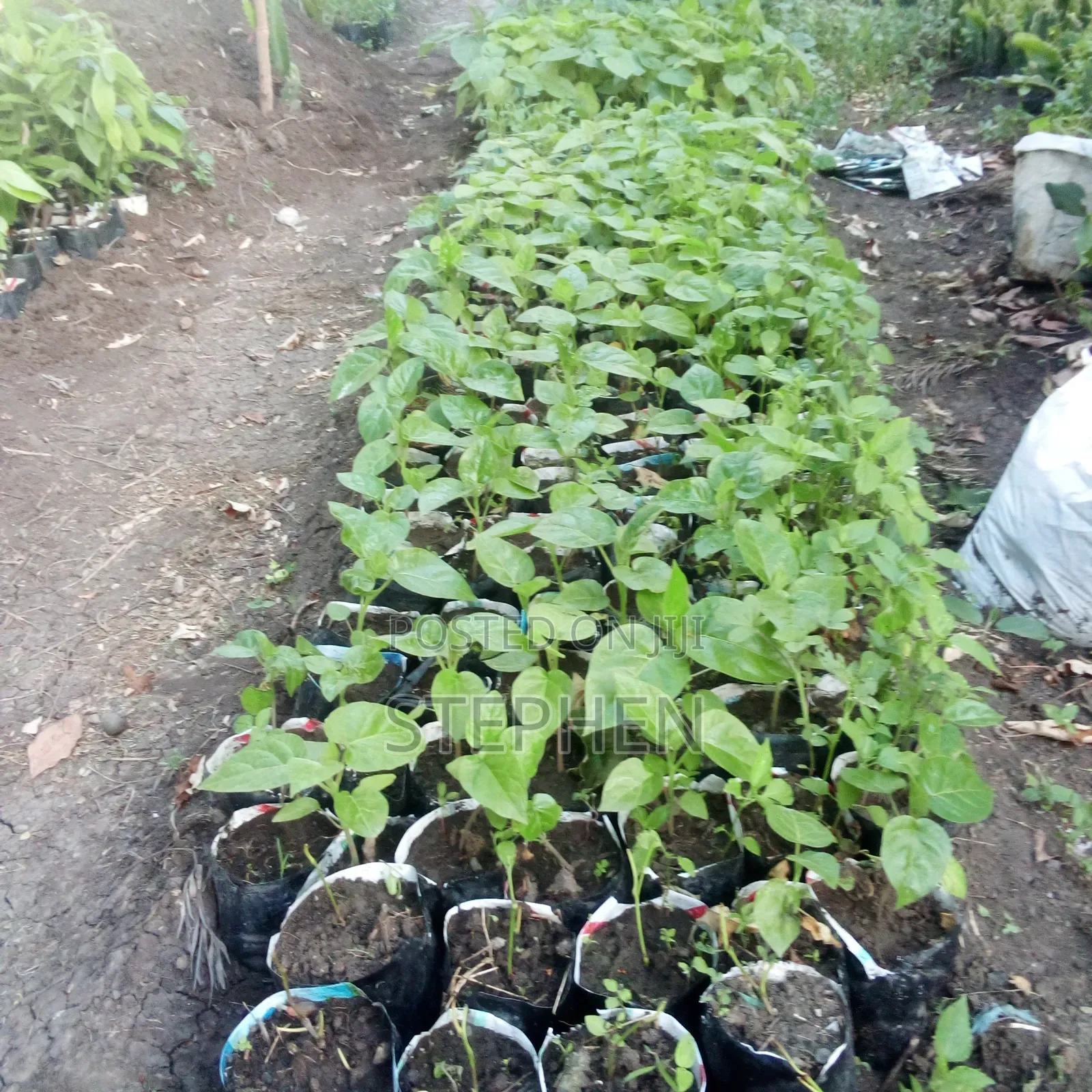 Sk Trees Seedlings