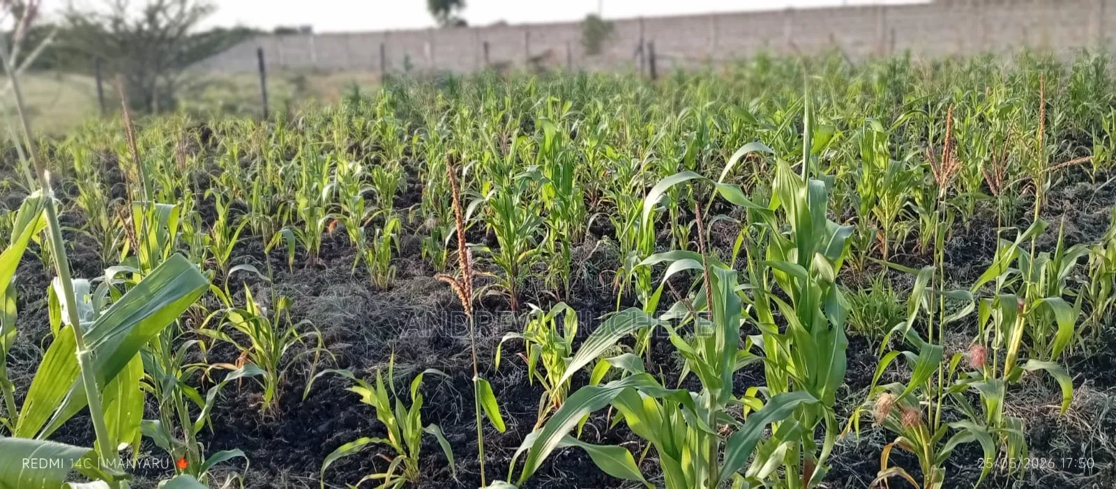1/4 Acre Land