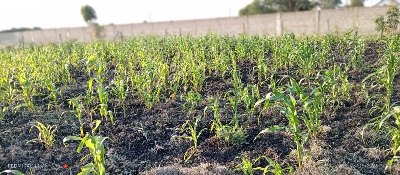 1/4 Acre Land