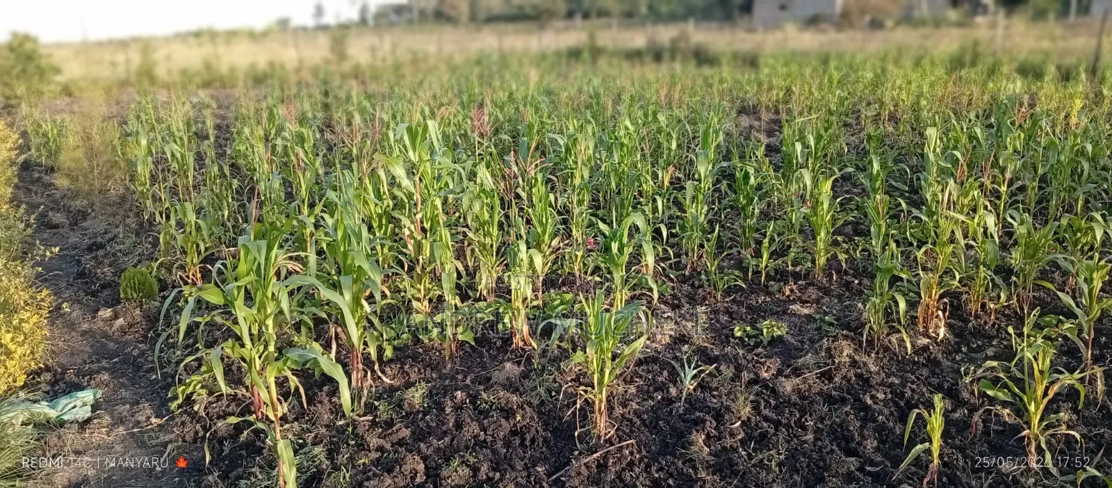 1/4 Acre Land
