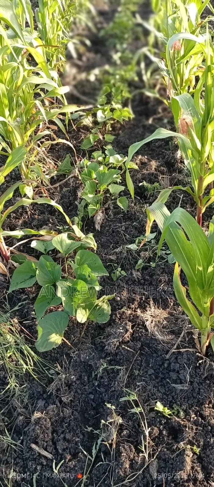 1/4 Acre Land