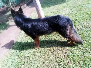 6-12 months Male Purebred German Shepherd