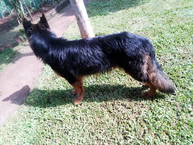 6-12 months Male Purebred German Shepherd