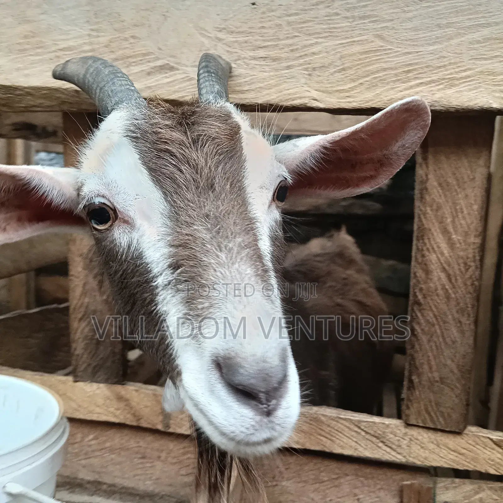 For Sale Mature Toggenburg Fully Vaccinated and Dewormed Inkid Goats