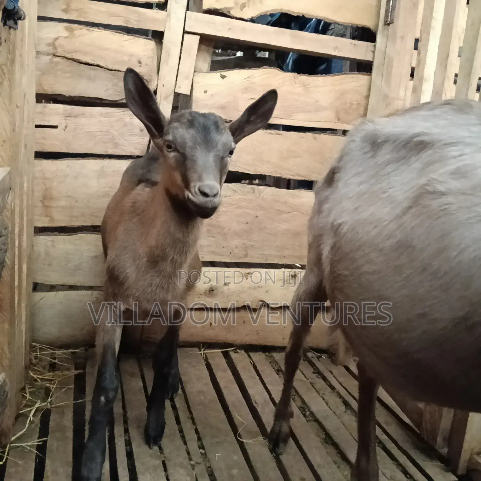 For Sale Mature Toggenburg Fully Vaccinated and Dewormed Inkid Goats