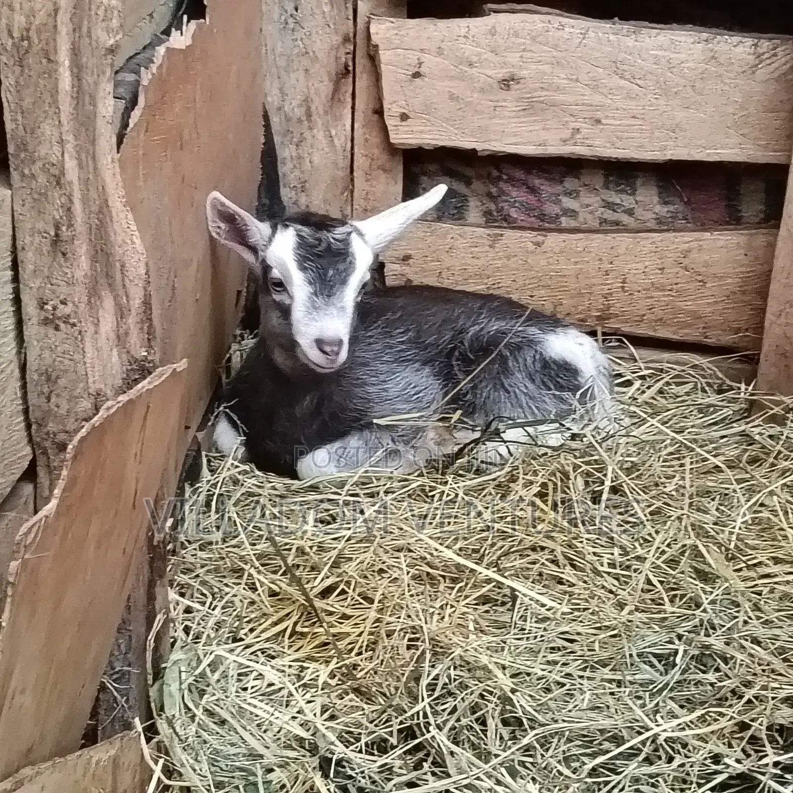 For Sale Mature Toggenburg Fully Vaccinated and Dewormed Inkid Goats