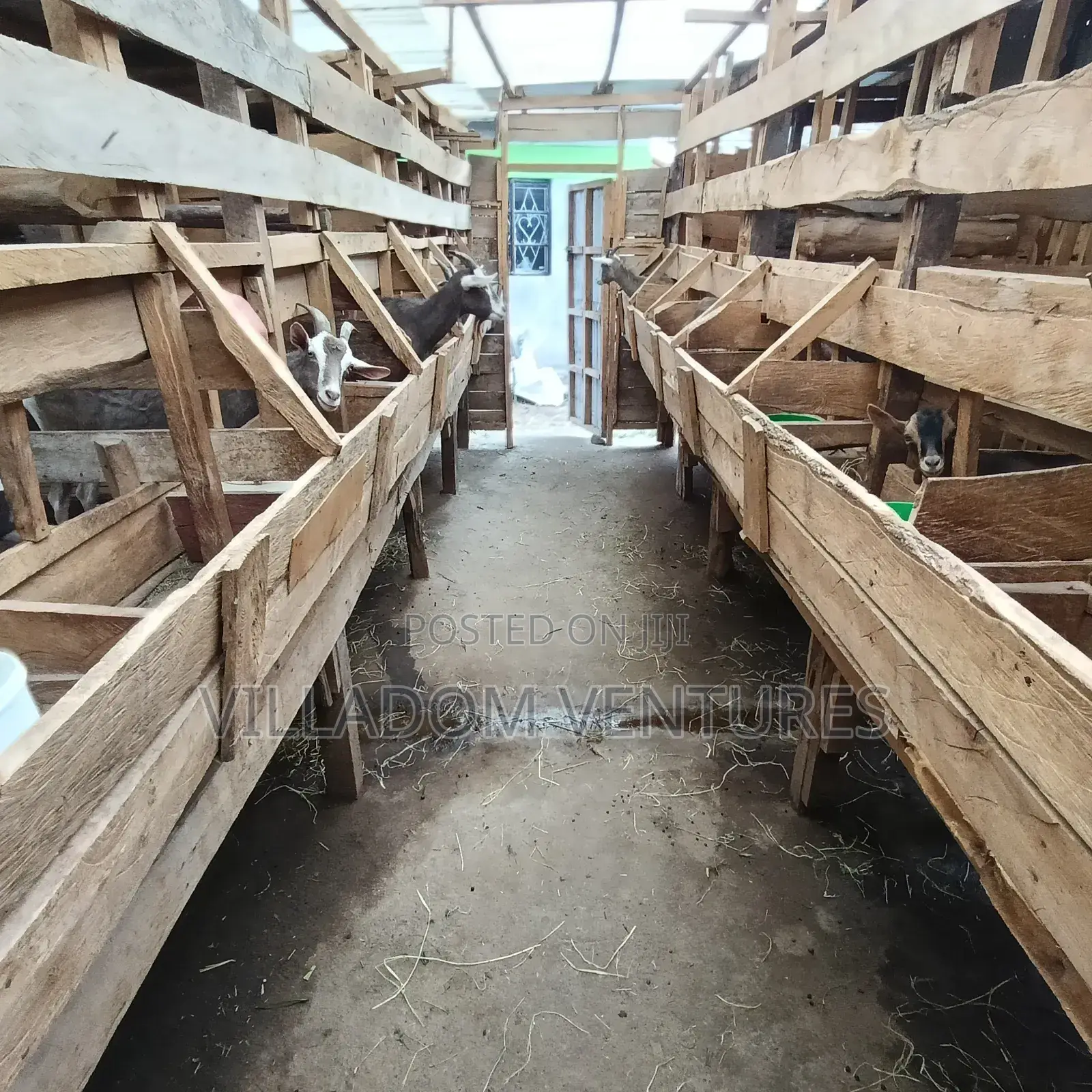 For Sale Mature Toggenburg Fully Vaccinated and Dewormed Inkid Goats