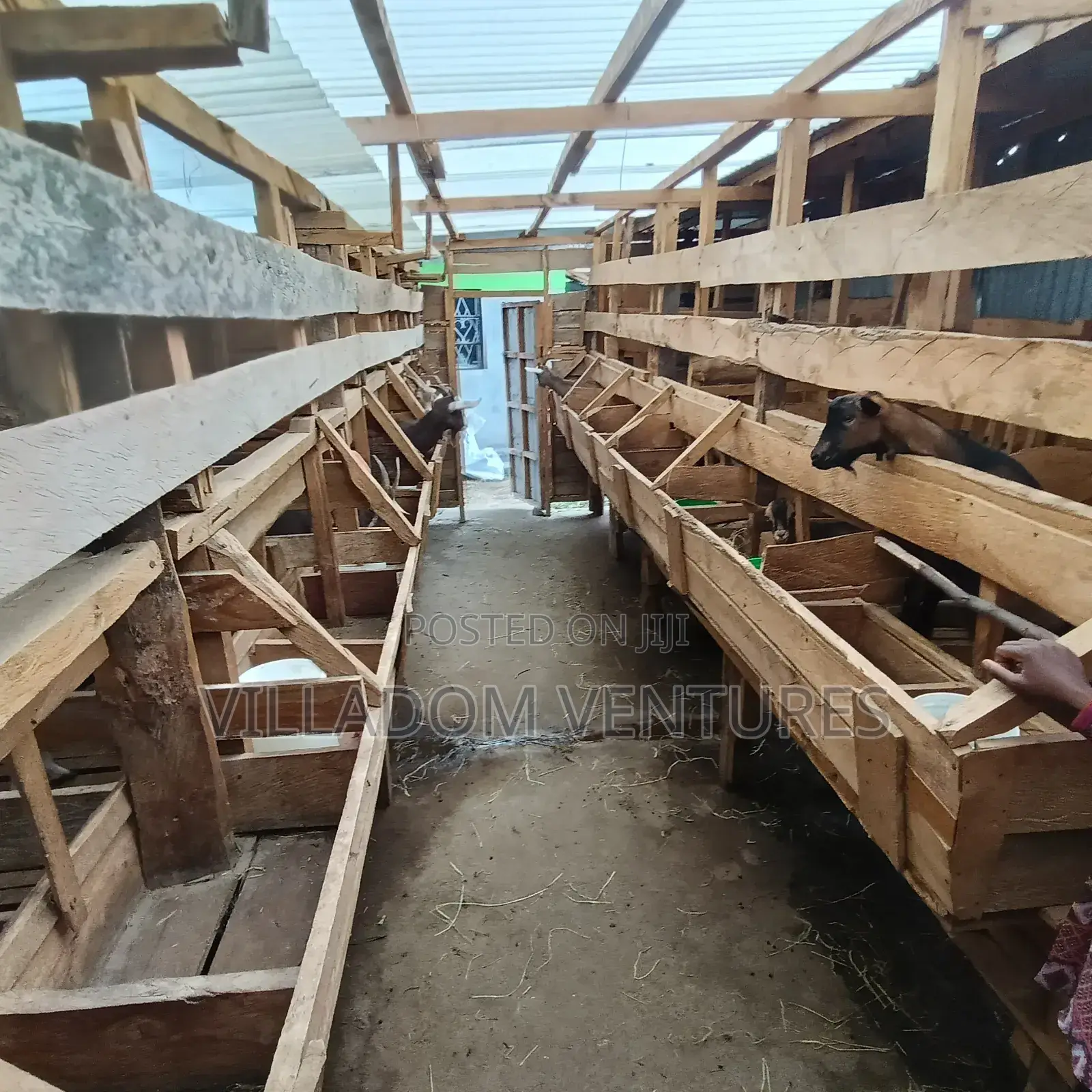 For Sale Mature Toggenburg Fully Vaccinated and Dewormed Inkid Goats
