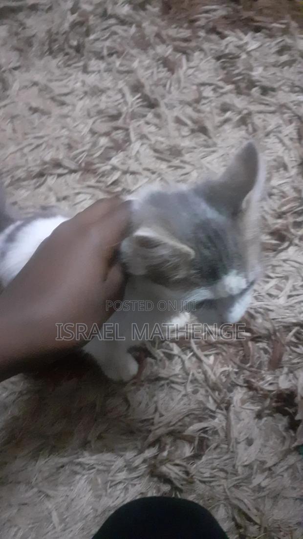 1-3 months Male Mixed Breed Exotic - thumbnail 2