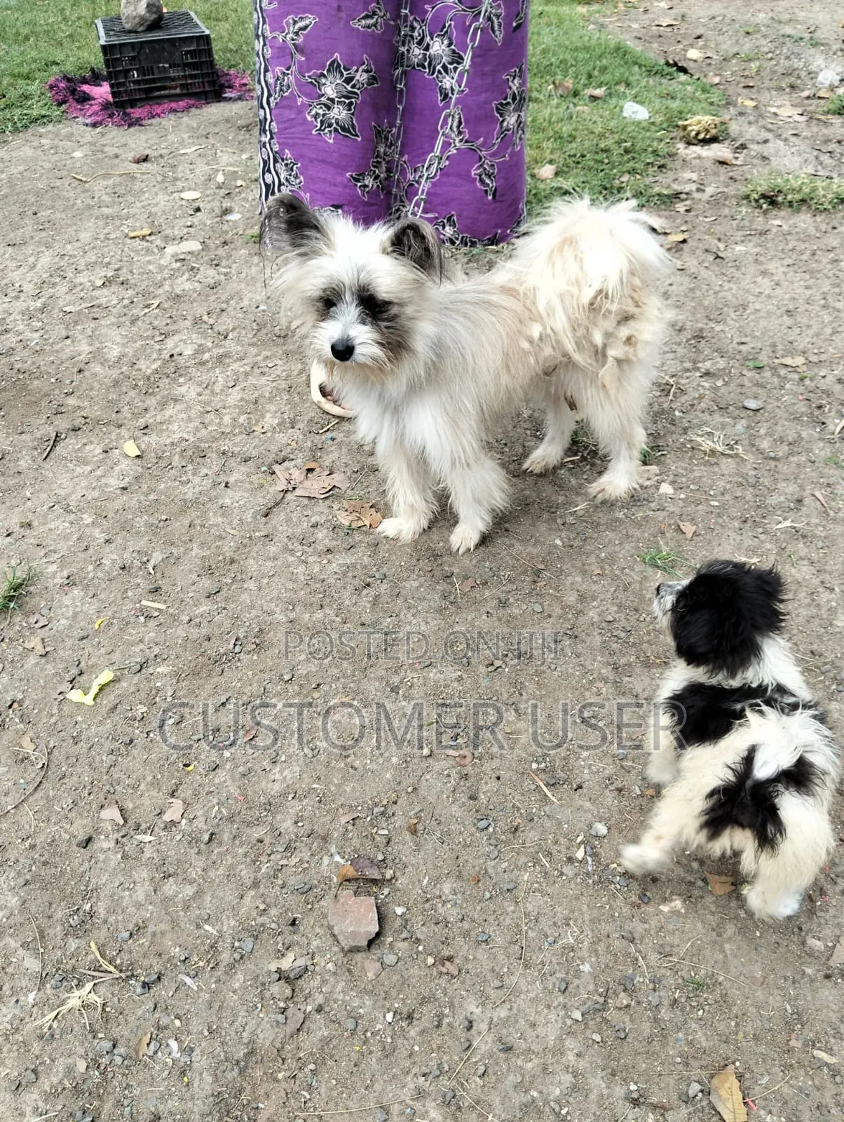 1+ year Male Mixed Breed Japanese Spitz