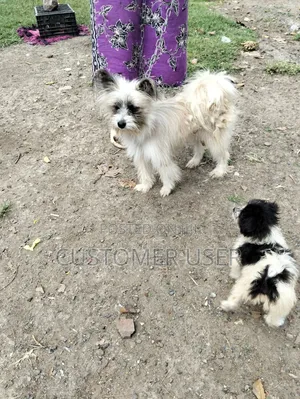 1+ year Male Mixed Breed Japanese Spitz
