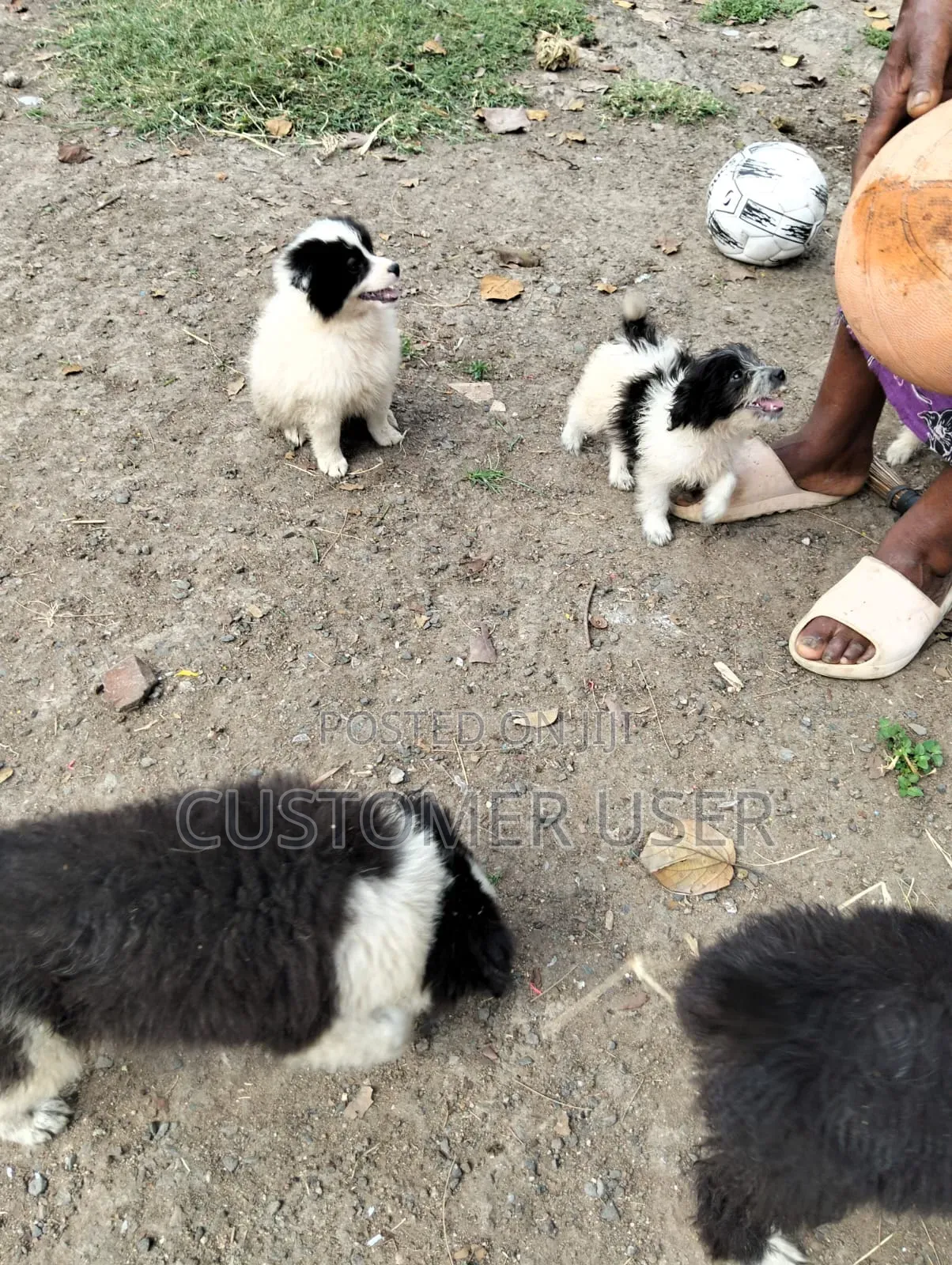 1+ year Male Mixed Breed Japanese Spitz