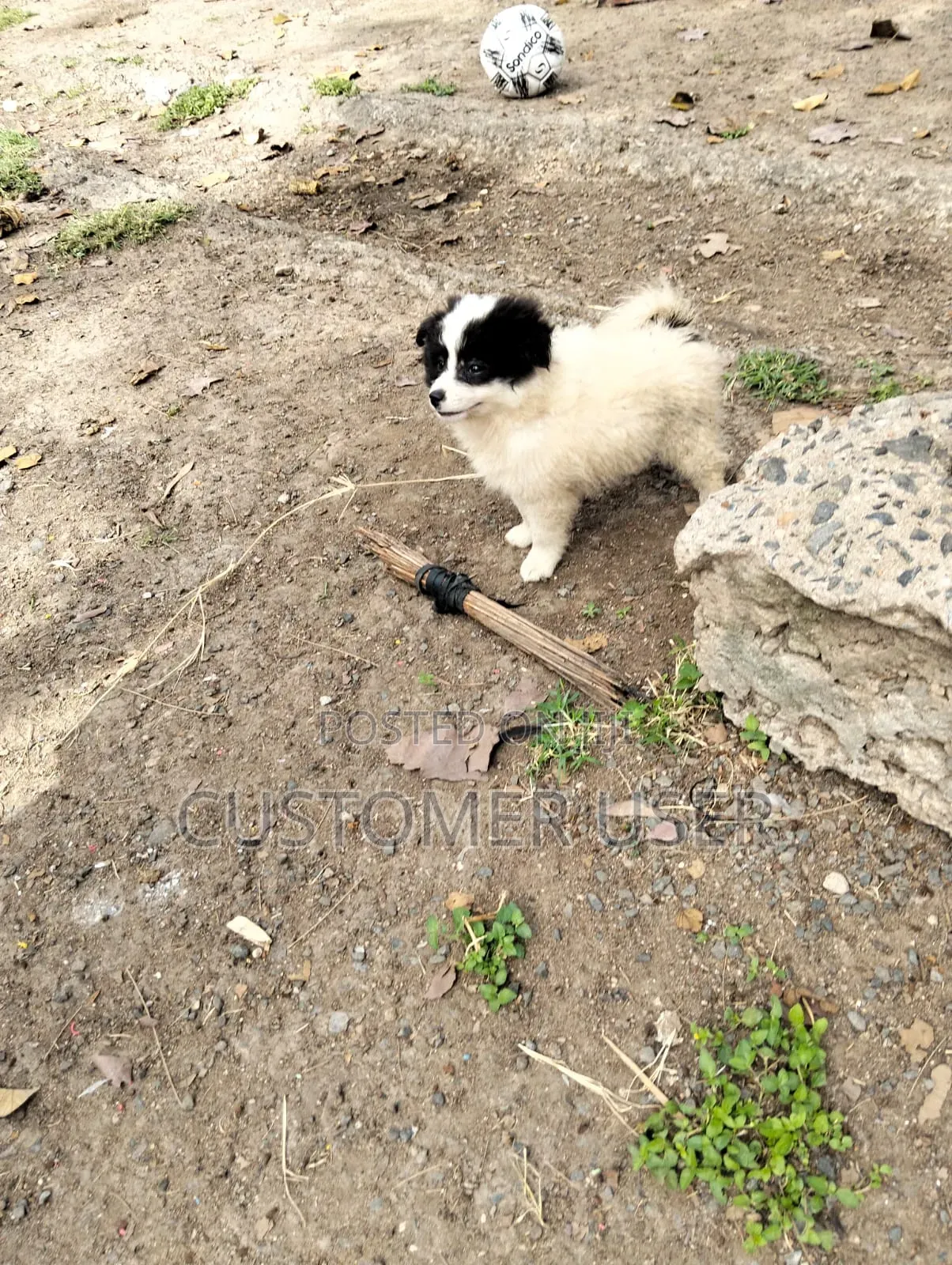1+ year Male Mixed Breed Japanese Spitz